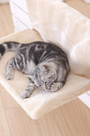 Iron Frame Cat Hammock Radiator Bed - TikTok Pet Shop