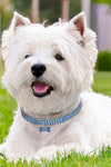 Bling Rhinestone Pet Collars - TikTok Pet Shop