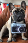 Dog camera photo prop toy - TikTok Pet Shop