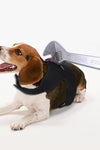 Funny Impaled Halloween Pet Costumes - TikTok Pet Shop