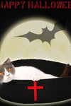 Halloween & Christmas Horror Themed Pet Beds - TikTok Pet Shop