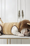 Halloween Lion Costume For Pets - TikTok Pet Shop