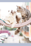 Hanging Window Cat Hammock - TikTok Pet Shop