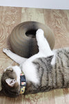 Magic Organ Cat Scratcher - TikTok Pet Shop