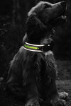Velcro Luminous Neoprene Pet Collars - Tiktokpetshop